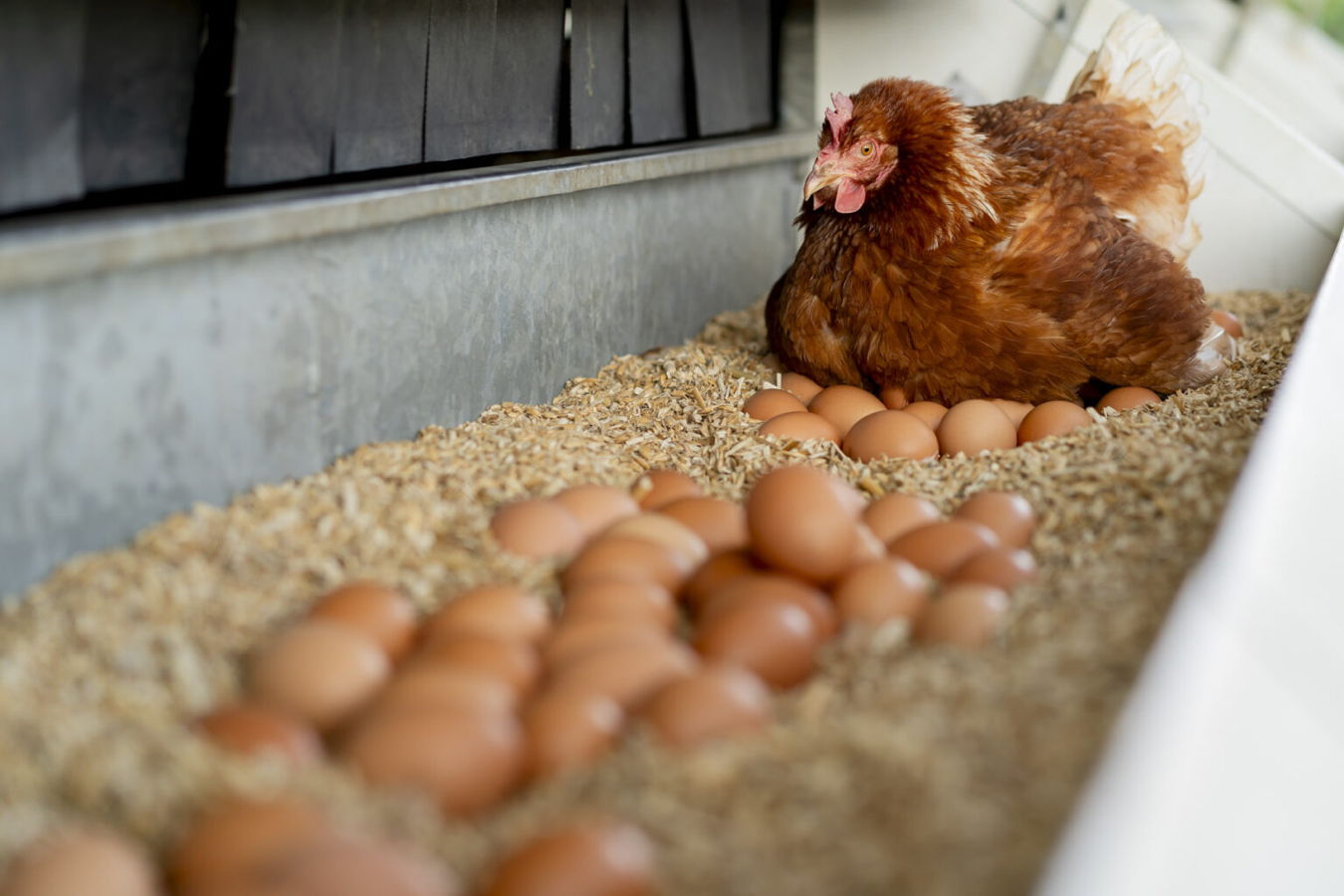 Henne sitzt in einem Nest mit vielen Eiern