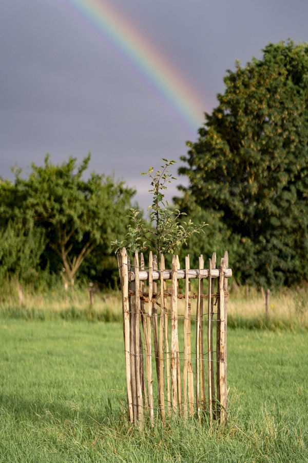 Junger Baum in einem Holzschutzgitter auf einer Wiese, im Hintergrund ein Regenbogen