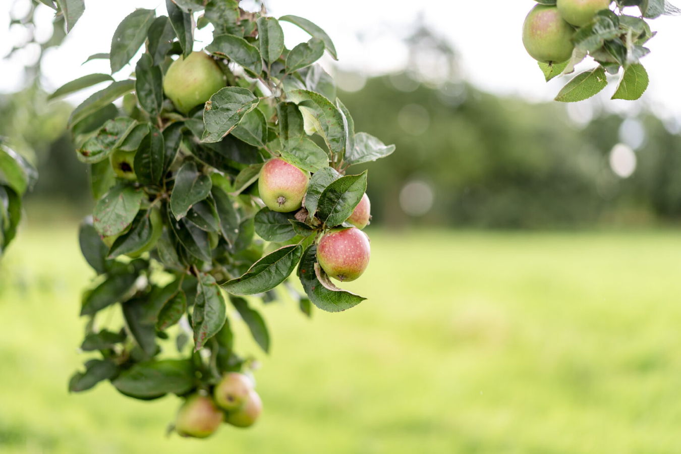 Apfelbaumzweig mit reifenden Äpfeln im Obstgarten