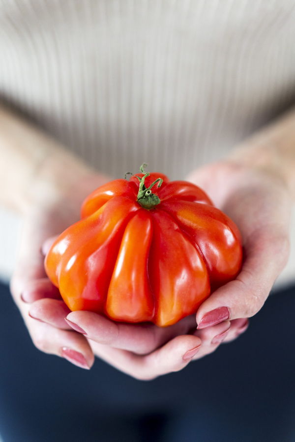Eine Person hält eine gerippte rote Tomate in beiden Händen