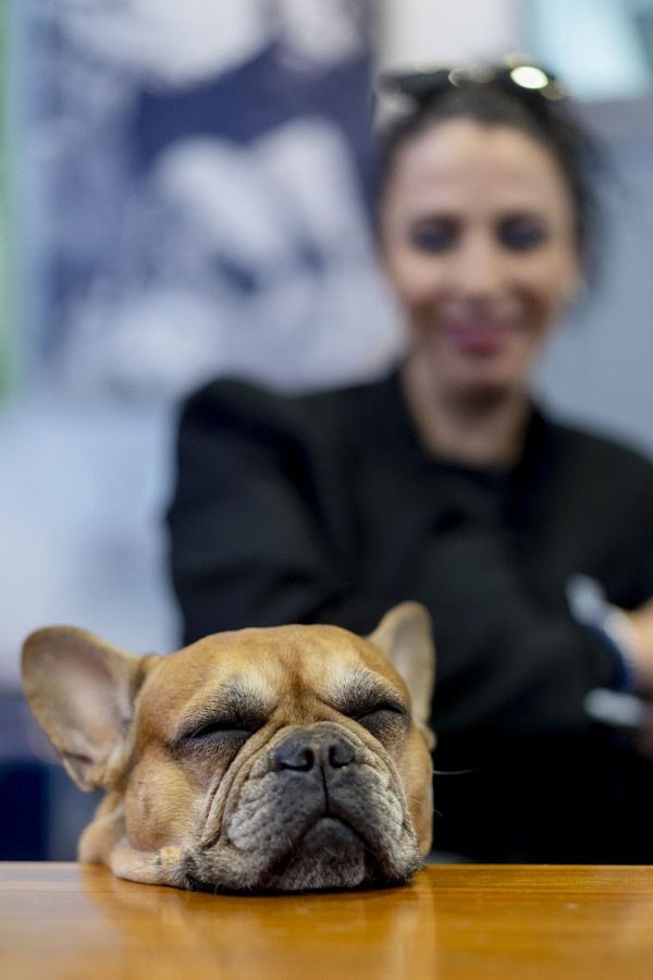 Schlafender Hund mit einer unscharfen Person im Hintergrund